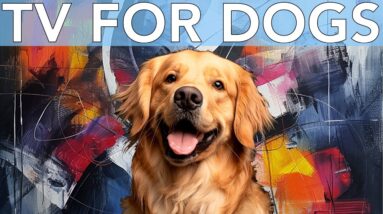 Boredom Relief TV for Dogs! Stop Anxiety & Depression in its Tracks! + Music!