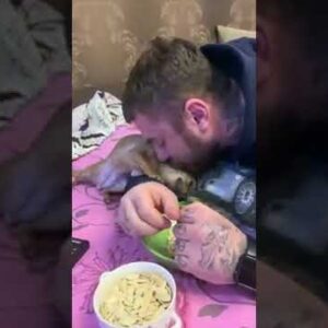 Chihuahua is madly in love with her dad! #dogs #cute #cutedogs #chihuahua #dogshorts #shorts
