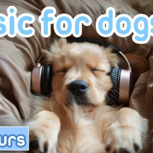 DOG MUSIC! The Best Music for Dogs on YouTube: LoFi and Reggae!