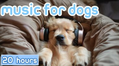 DOG MUSIC! The Best Music for Dogs on YouTube: LoFi and Reggae!