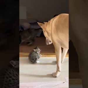 Hero dog protects kitten from bigger cat! #cutedogs #funnydogs #dogs #cute #funny