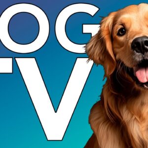 The ULTIMATE Virtual Dog TV! Videos for Dogs to Prevent Boredom! [With Calming Music]