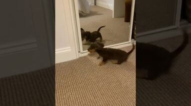Puppy discovers its reflection for the first time #dogs #cutedogs #funnydogs #cute #funny #shorts
