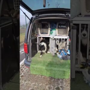 Man teaches his dogs to get in their boxes in the car! #dogs #cute #cutedogs #shorts