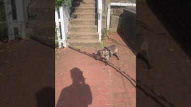 Dog is determined to get his huge stick all the way home! #dogs #cute #cutedogs #funnydogs #shorts
