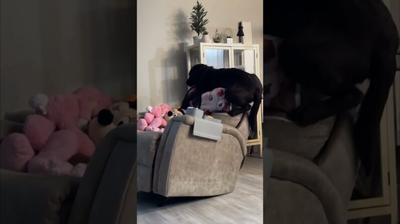 Clumsy dog falls off the back of a chair! #dogs #funny #funnydogs #funnyvideo #shorts