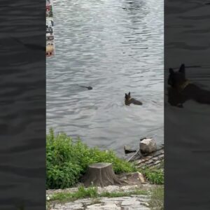 French Bulldogs first encounter with a beaver! #dogs #cute #cutedogs #cuteanimals #shorts