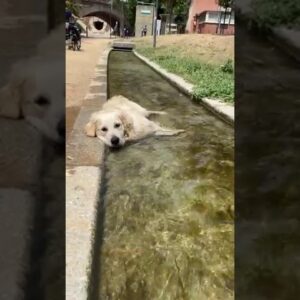 It's the latest water feature! #dogs #funny #funnydogs #cutedogs #cute #shorts