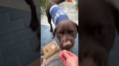Dog delivers a package in exchange for a treat! #dogs #cute #funny #cutedogs #funnydogs #shorts