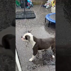 Adorable dog enjoys playing in rain and hail! #dogs #cute #cutedogs #funnydogs #shorts