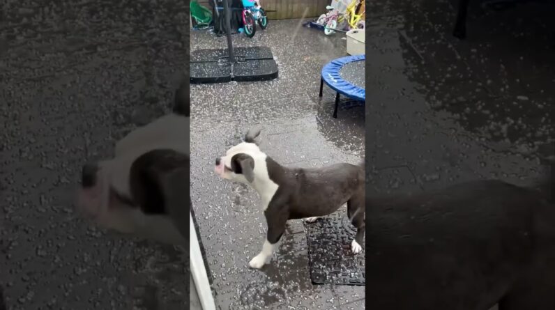 Adorable dog enjoys playing in rain and hail! #dogs #cute #cutedogs #funnydogs #shorts