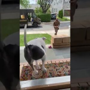 Dog patiently waits for a treat from the UPS delivery person! #dogs #cutedogs #cute #funny #shorts