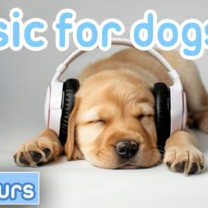 Soft Rock & Jazz Dog Music | Dog Therapy Music Beats 🎵 20 Hours Anti Anxiety Relax My Dog Music