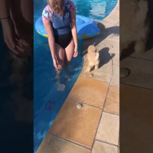 Puppy doesn't understand pool physics, falls in #dogs #cute #cutedogs #funny #funnydogs #shorts