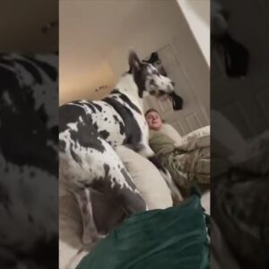 Great Dane is very protective of his mom! #dogs #cute #cutedogs #greatdane #dogshorts #shorts