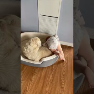 Boy climbs into dog bed to snuggle with his buddy 🐶 #cute #cutedogs #funny #funnydogs #dogs