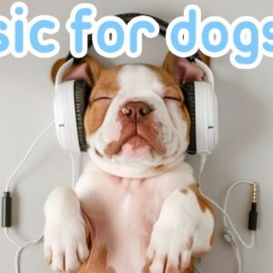 The BEST 10 Hour Relaxing Dog Music: Stop Anxiety in its Tracks! NEW