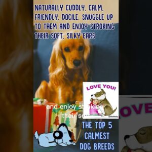 The Top 5 Calmest Dog Breeds! #shorts