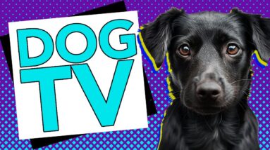 TV for Dogs! 15 HOURS of Fun Entertainment for Bored Dogs + ASMR Music!