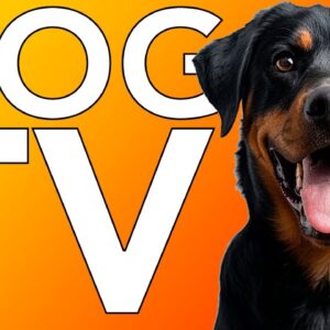 TV for Dogs! How to Relax My Dog TV with Calming Music!