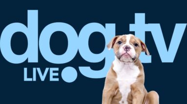 TV for Dogs - Petflix Stream for Dogs - Endless Stimulation