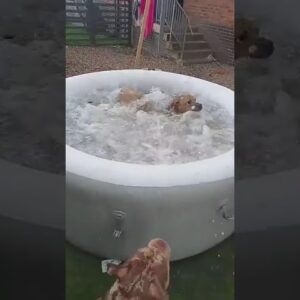 Brave dog scuba dives for his toy in a jacuzzi! #shorts #dogs #funny #funnydogs #cute #cutedogs