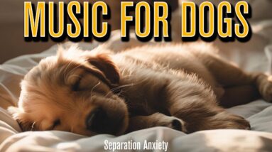 20 HOURS of Deep Sleep Dog Music & Separation Anxiety 💖 Dog Relaxation Music🎵stressed dog🐶RelaxMyDog