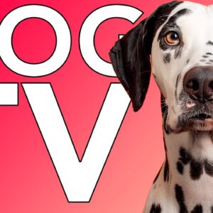 TV for Dogs! 8 HOURS of Fun Entertainment for Bored Dogs + Anxiety Music! NEW
