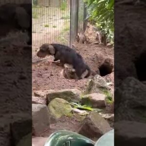 Cheeky dog playfully digs a huge hole! #dogs #funnydogs #funny #cute #cutedogs #funnyanimals