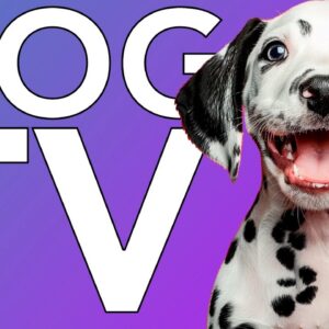 FUN DOG TV! Extra Long Videos for Dogs to Combat Boredom and Anxiety!