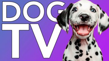 FUN DOG TV! Extra Long Videos for Dogs to Combat Boredom and Anxiety!