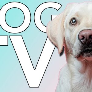 Fun Dog TV: Hiking Entertainment for Bored Dogs!