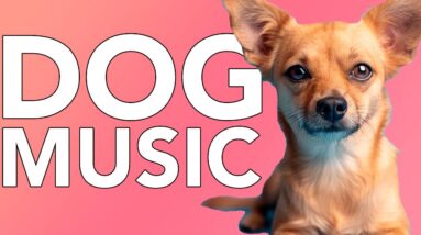 Music for Dogs: Calming Music for Dog Anxiety! NEW