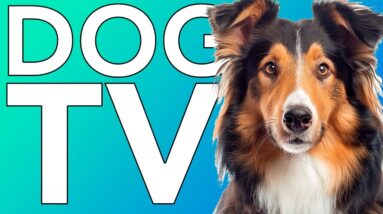 4th of July Dog TV! Anti-Anxiety Videos + Music for Fireworks and Loud Noises!