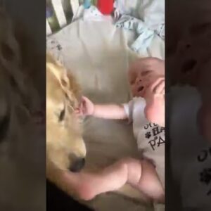 Dog showers baby in slobbery kisses! #dogs #cute #cutedogs #dogshorts #shorts