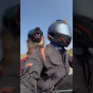 Fearless German Shephard enjoy motorbike ride! #dogs #funny #funnydogs #dogshorts #dogvideos