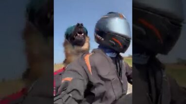 Fearless German Shephard enjoy motorbike ride! #dogs #funny #funnydogs #dogshorts #dogvideos