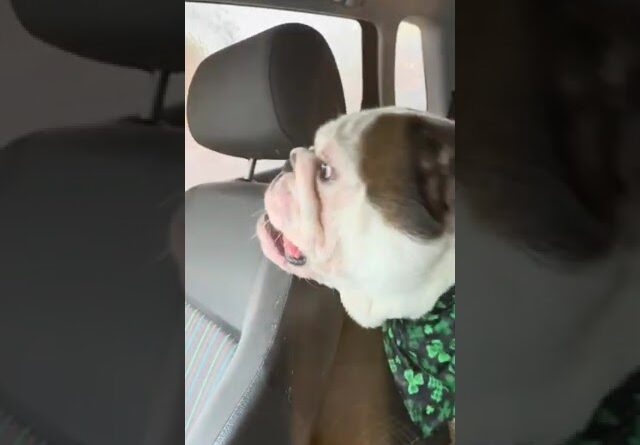 English Bulldog tries to chase carwash water! #dogs #funny #funnydogs #cute #cutedogs #shorts