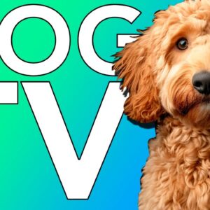 TV for Dogs! Birds & Nature Videos for Bored Dogs and Puppies!