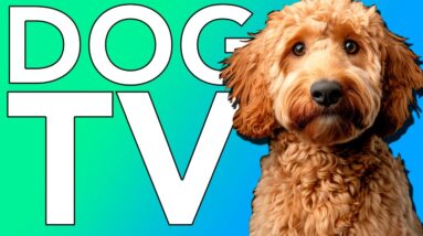 TV for Dogs! Birds & Nature Videos for Bored Dogs and Puppies!
