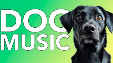 20 Hours Calming Sleep Music 💖 Anxiety Relief Music, Relaxing Sleep Music ♬ Baby Dog Cute Puppy Meme