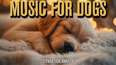 Chill Your Dog Music | Relaxing Sleep Vibes!