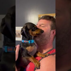 Dachshund does NOT want cuddles from his human dad! #shorts #dogs #dog