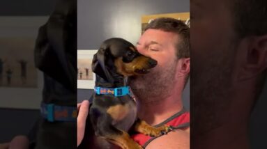 Dachshund does NOT want cuddles from his human dad! #shorts #dogs #dog