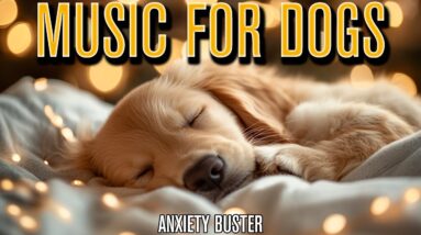 Dog Chillout Lounge | Hours of Relaxing Music