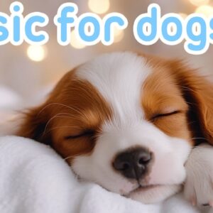 DOG MUSIC: Deep Separation Anxiety ASMR Calming Music!