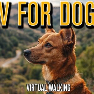 DOG TV ADVENTURES! The BEST Fun and Relaxing Videos for Dogs on YouTube!