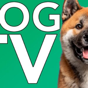 DOG TV: Virtual Underwater Adventures for Dogs & ASMR Music!