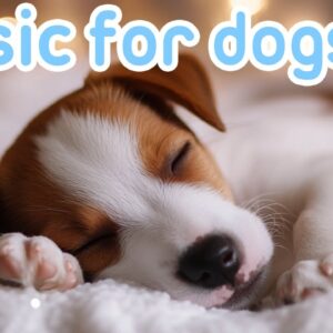 DOG ANXIETY MUSIC: Calming Canine Stress Relief Sounds 🎵🐶