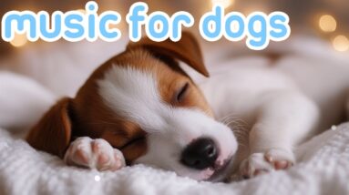 DOG ANXIETY MUSIC: Calming Canine Stress Relief Sounds 🎵🐶